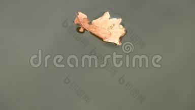秋季枯叶浮于水面.. 平坦的水平与移出橡树叶。